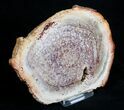 Petrified Tree Fern Wood Slab - Brazil #3273-1